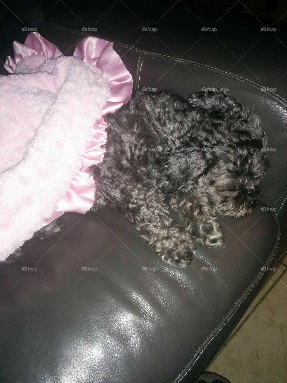 adorable oittle pupper takes a quick oittle nap on the couch with the blanket on
