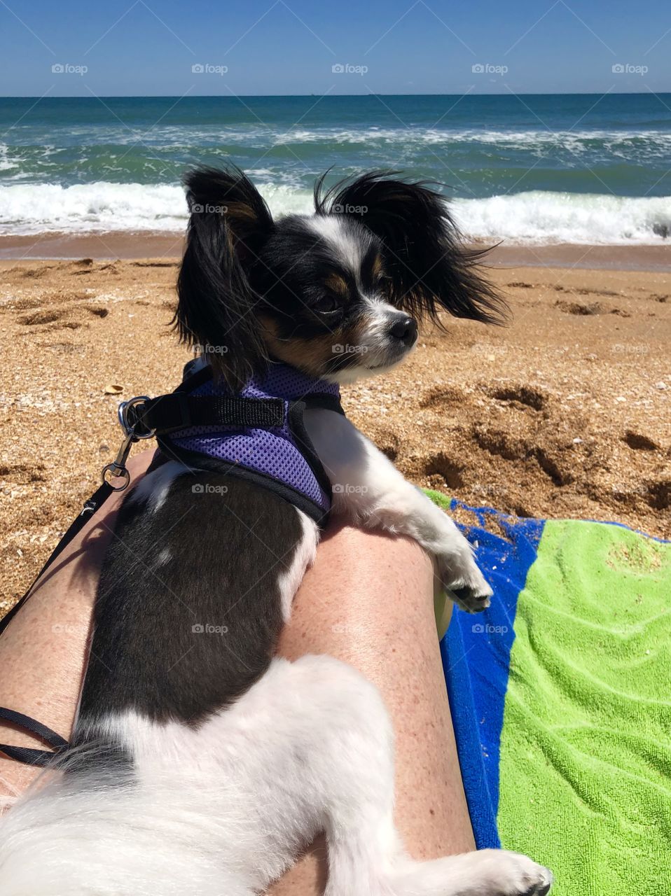Bella‘s first trip to the beach