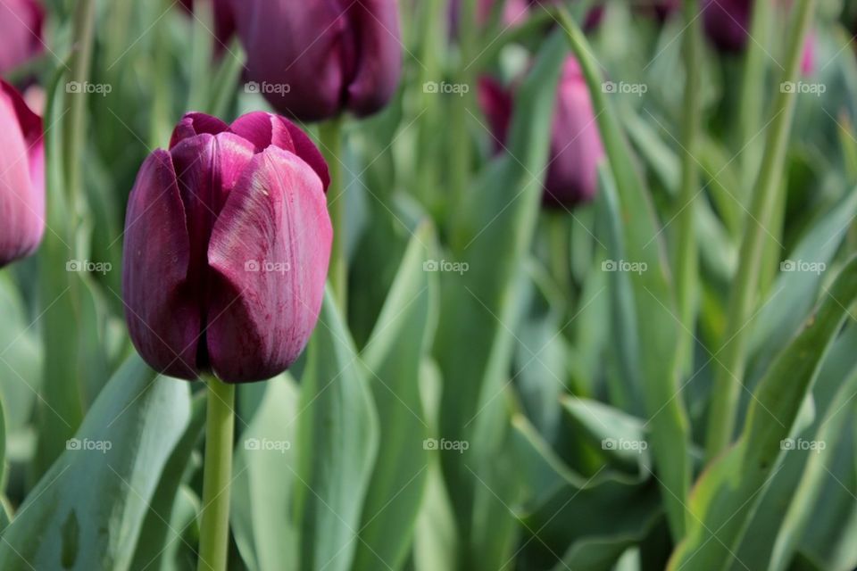 Tulips
