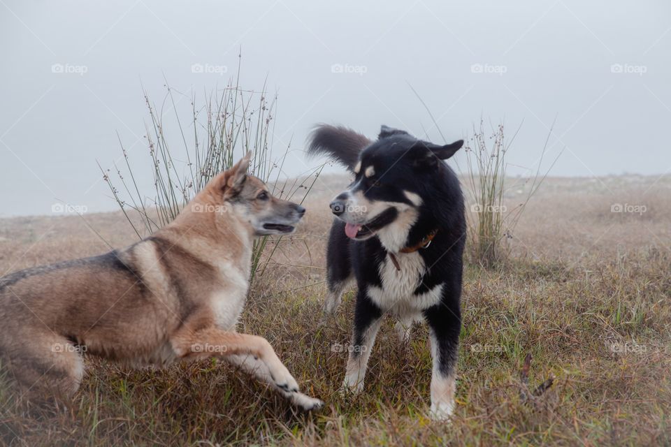 Dogs have fun together 