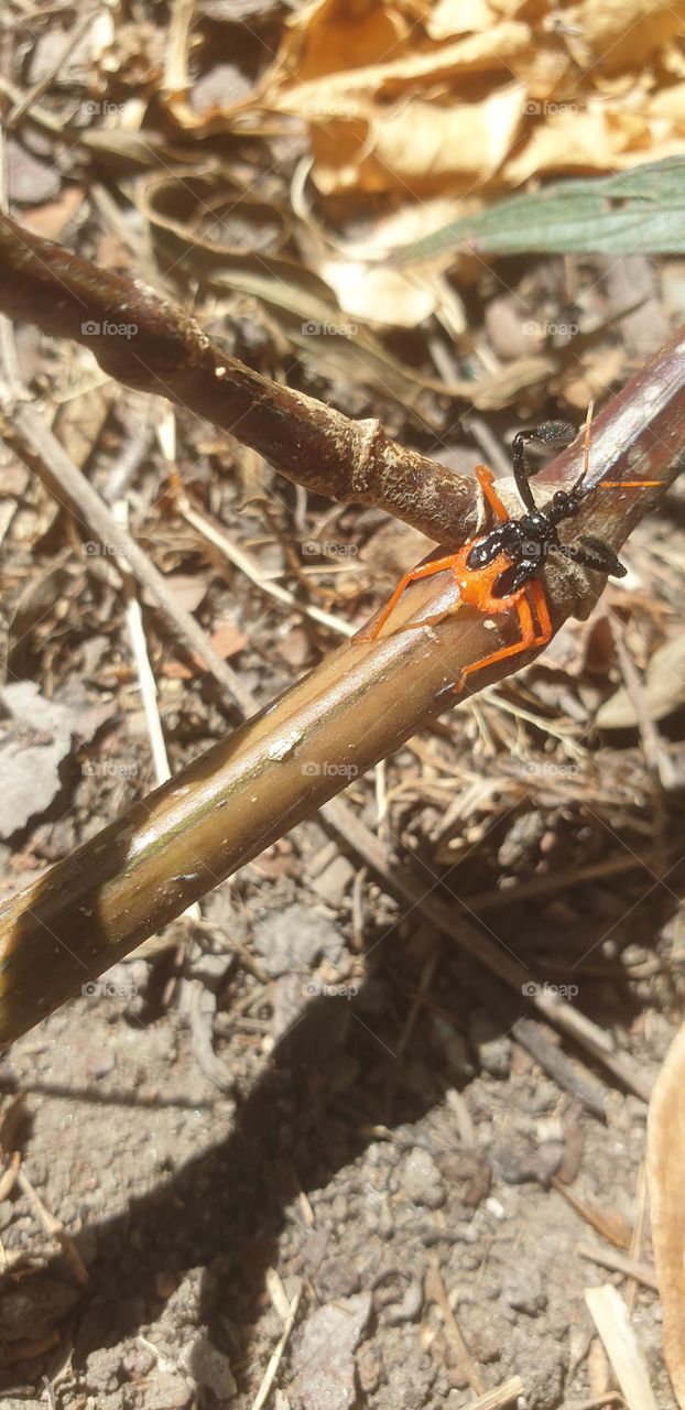 very striking orange and black small insect, perfect nature