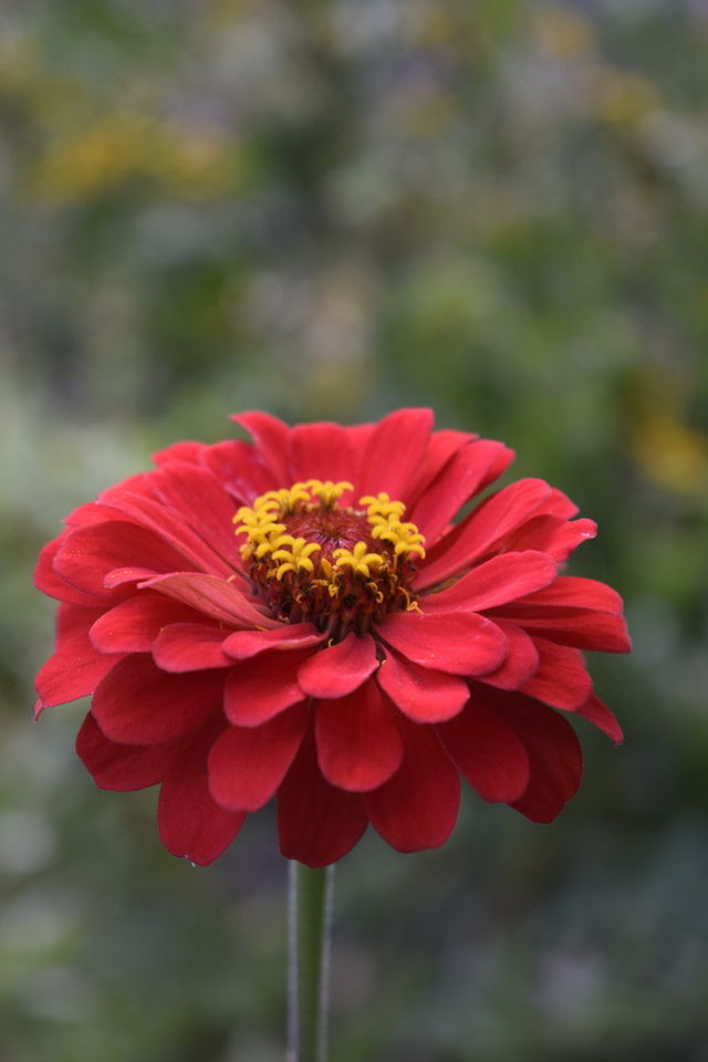 Red flower 