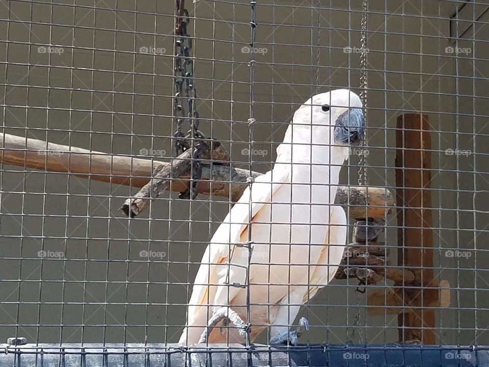 cockatoo,bird