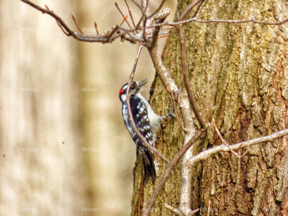 Woodpecker 