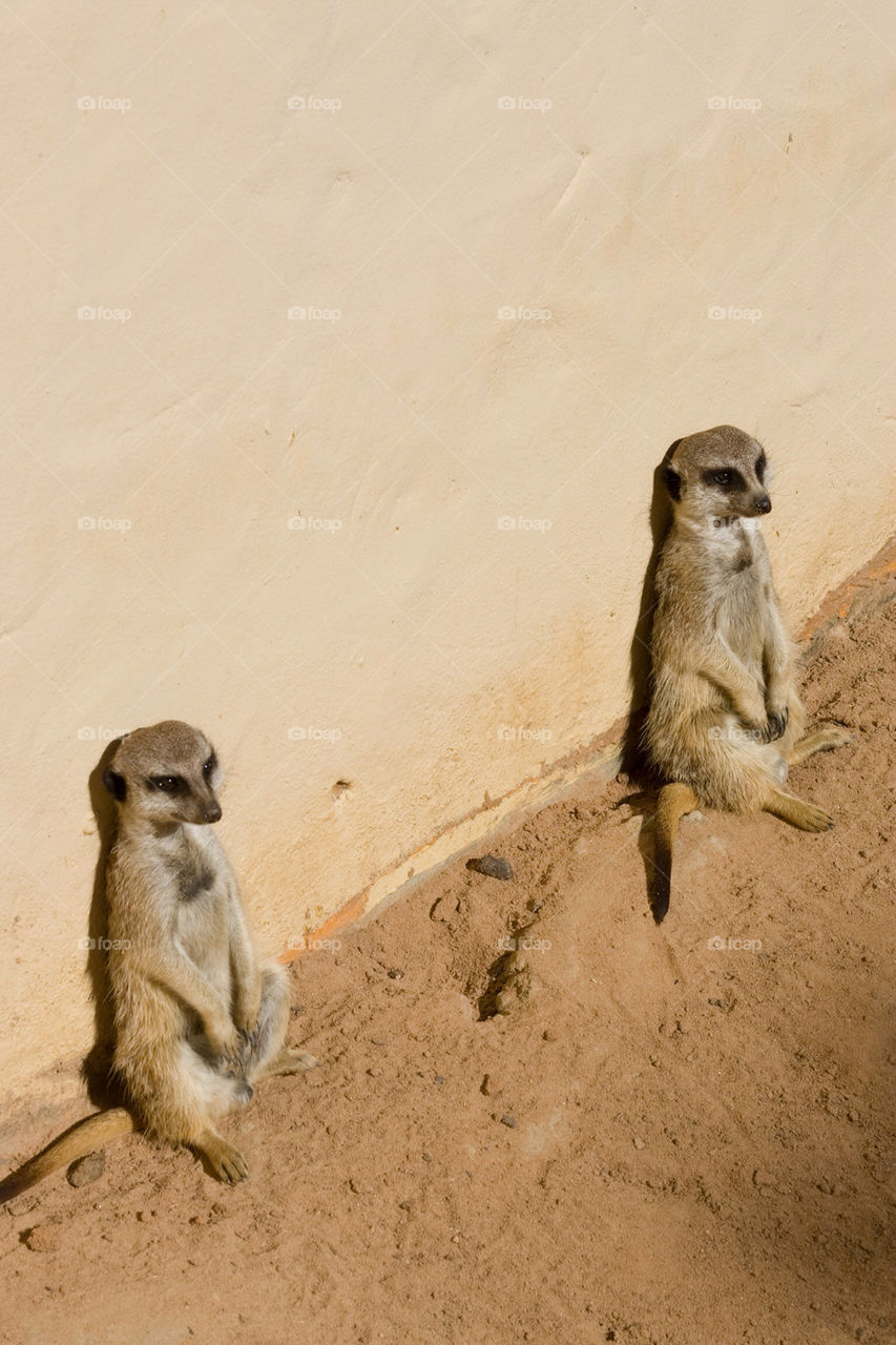 animal zoo sydney meerkat by splicanka
