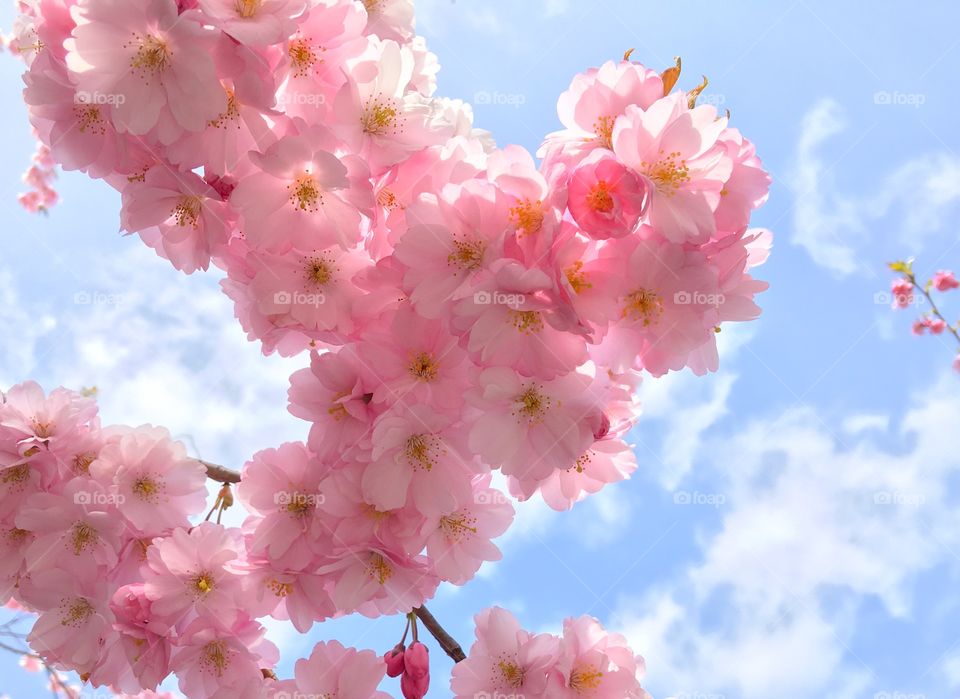 Low angle view of cherry blossom