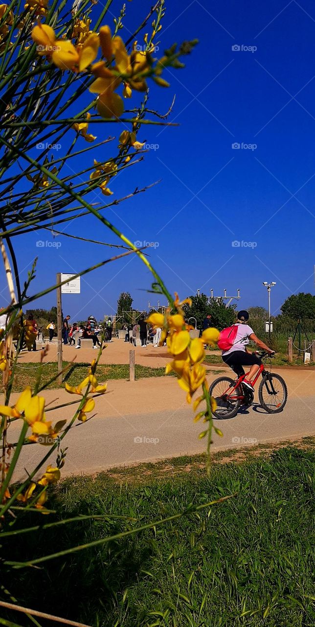 Bicycle