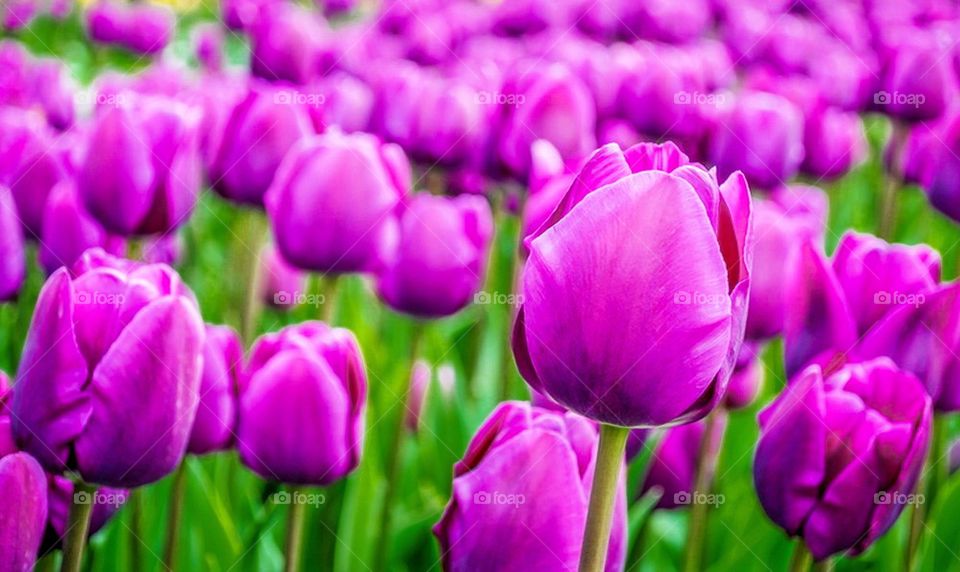 Purple tulips