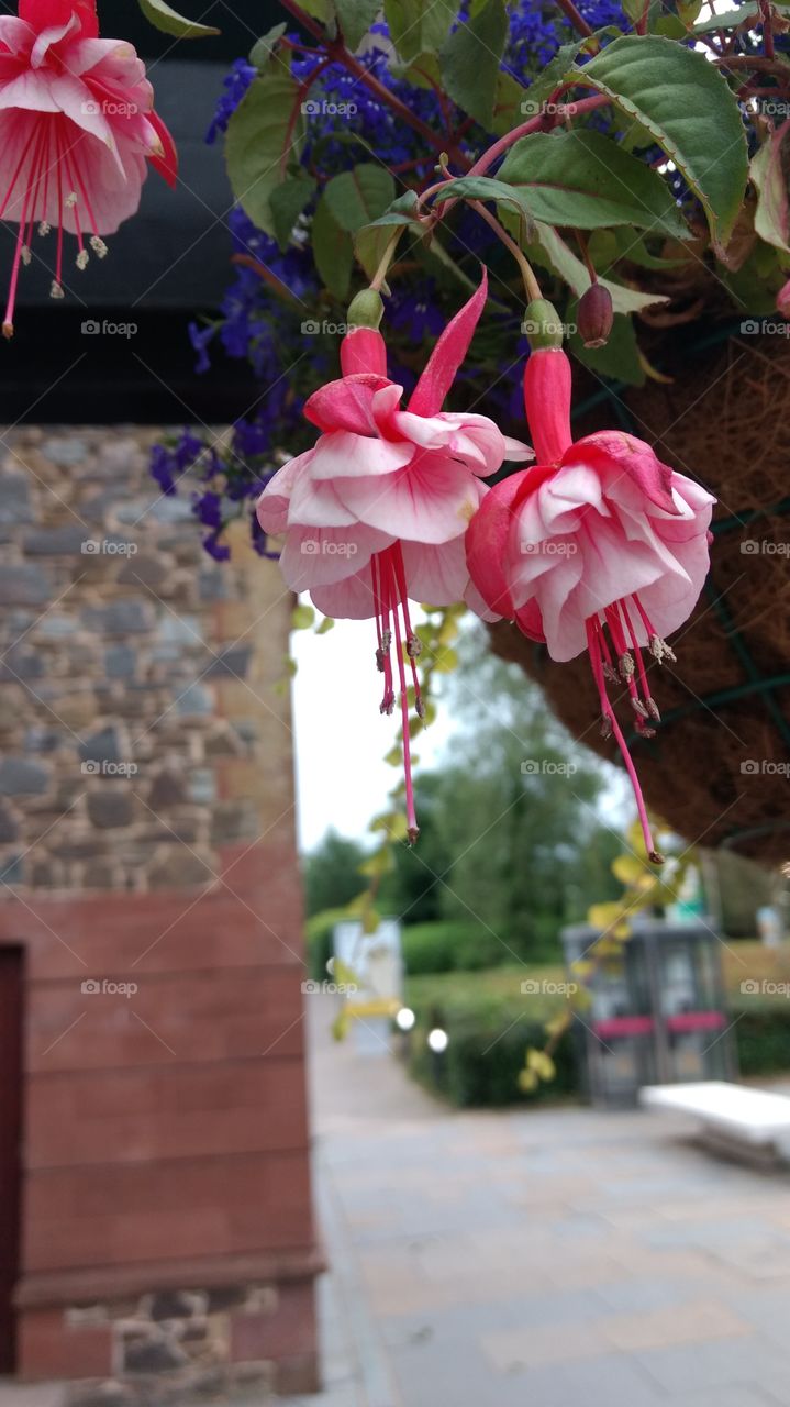 Pretty pink flowers in a cloudy day