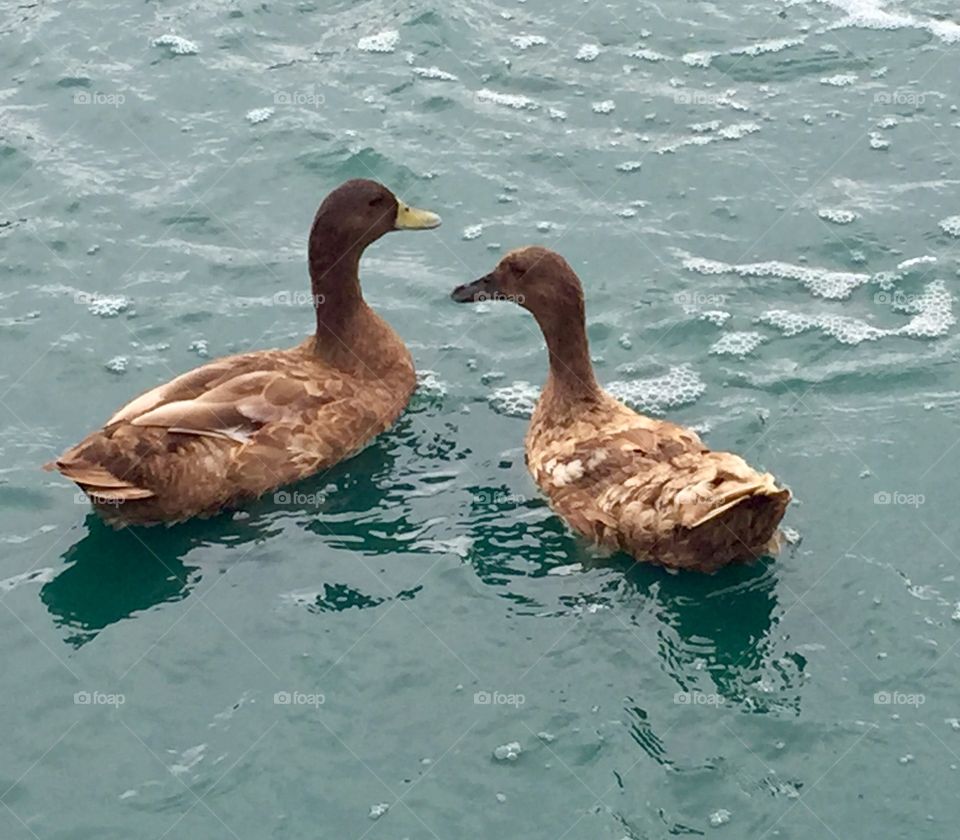 High angle view of ducks