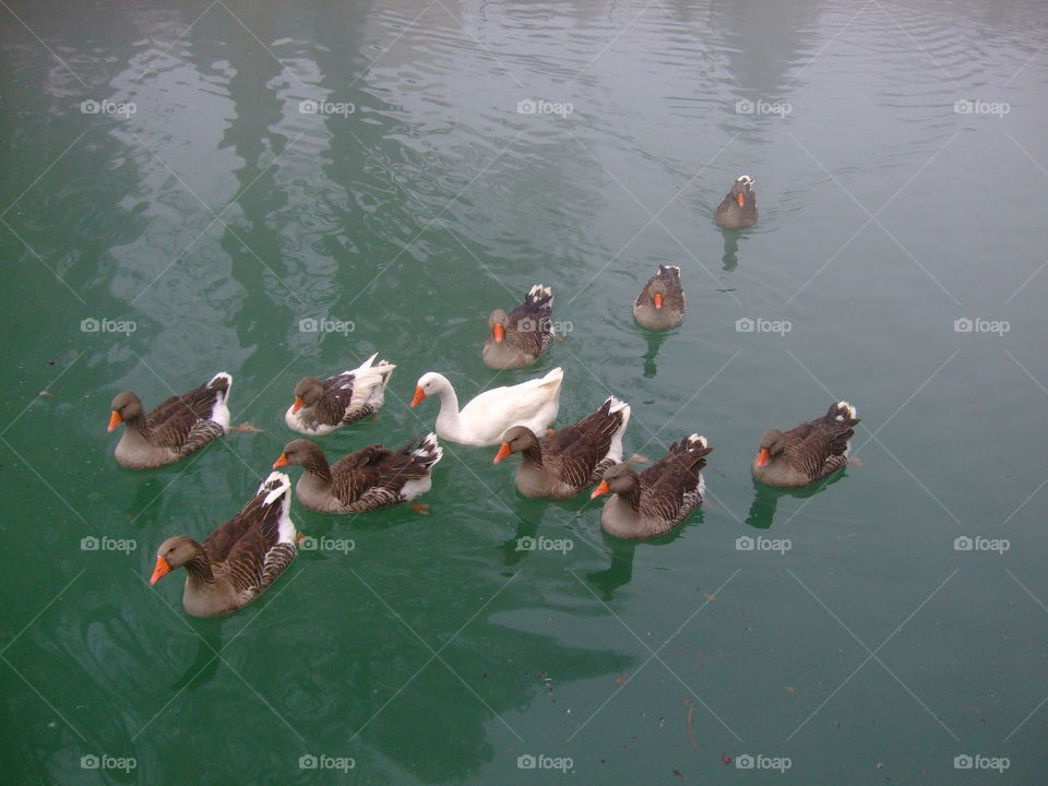 Swimming geese.