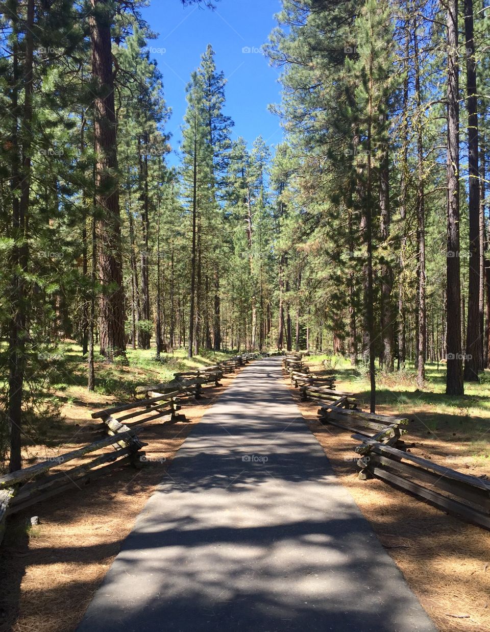 Walk In The Woods. Paved pathway into the woods