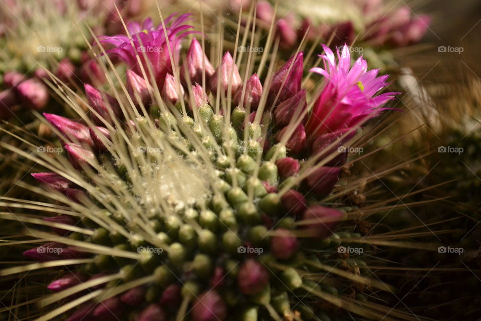 Beautiful pink  flower cactus