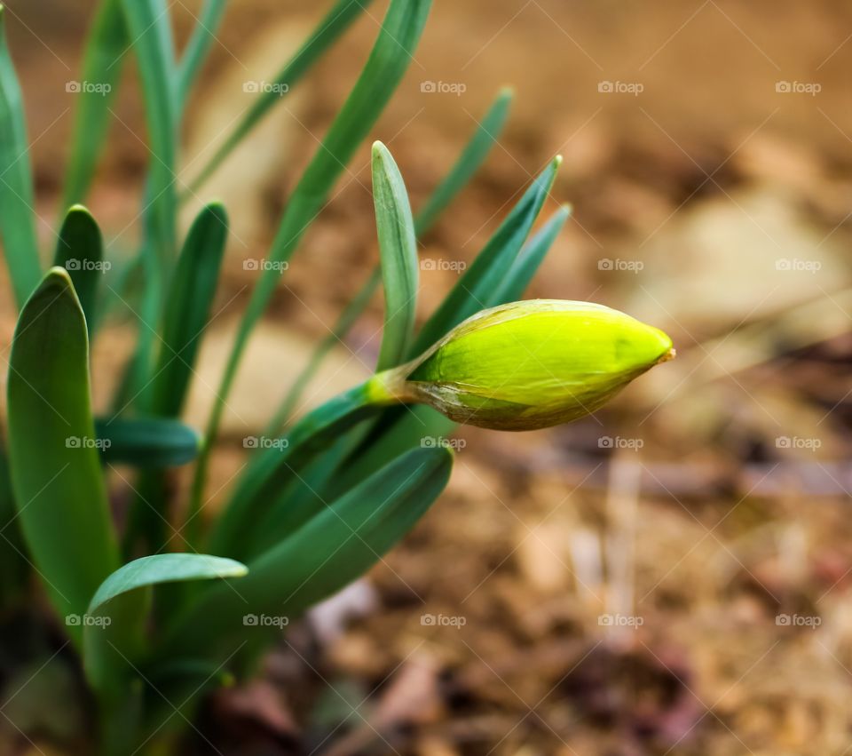 Emerging Daffodil