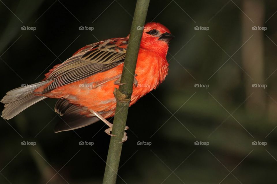 Red Fody perching on branch