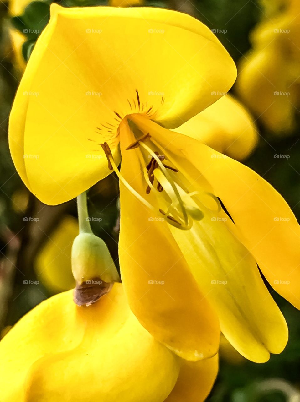 Scotch Broom 2.0