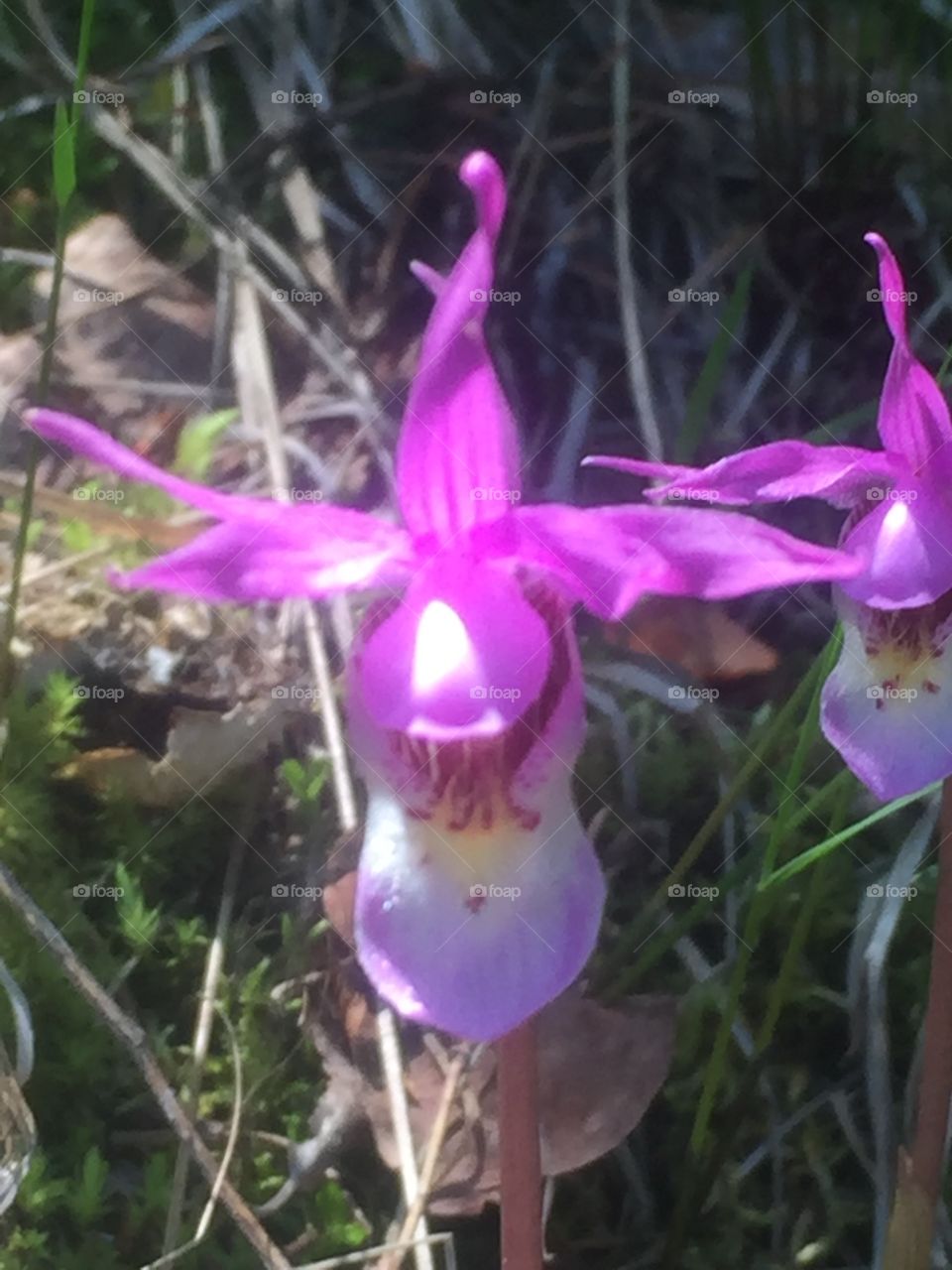 Calypso Orchid 