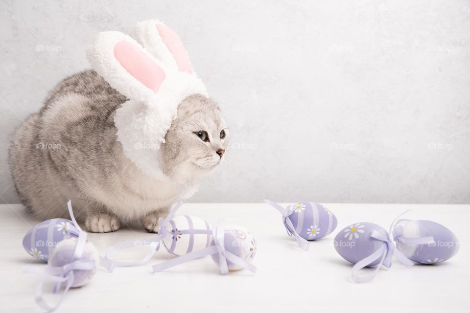 gray scottish kitten with artificial fluffy pink rabbit ears imitates an easter bunny sits on a table strewn with lilac plastic eggs, easter still life, pets, favorite pet