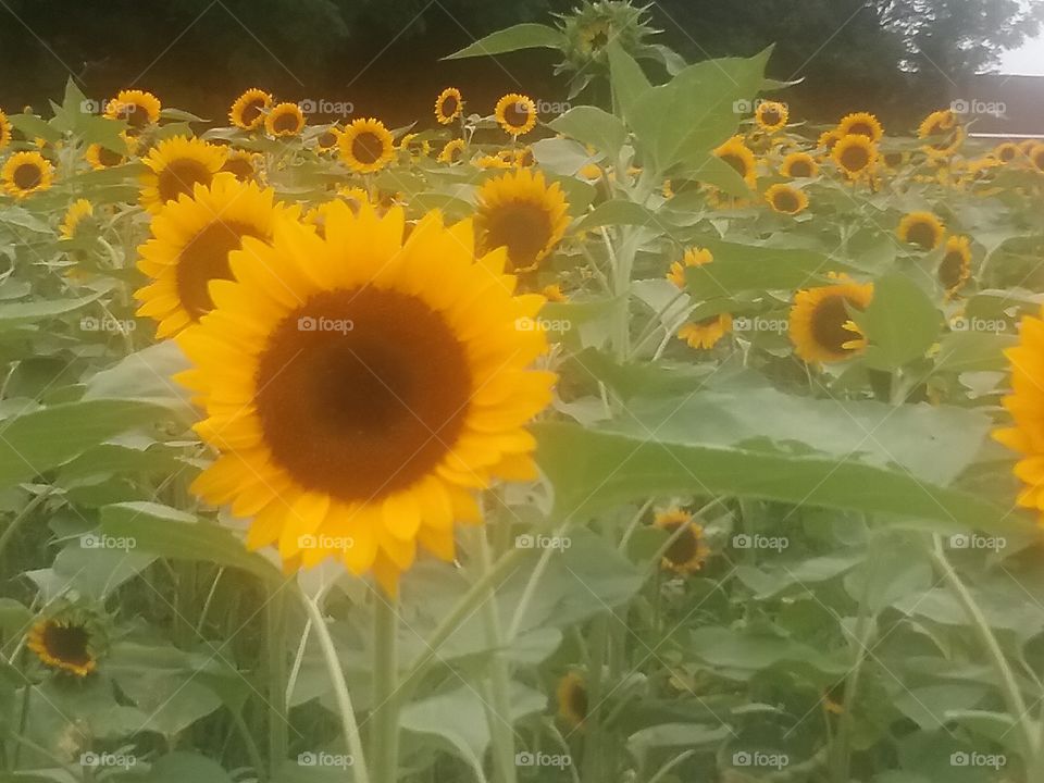 A field of beautiful sunflowers.