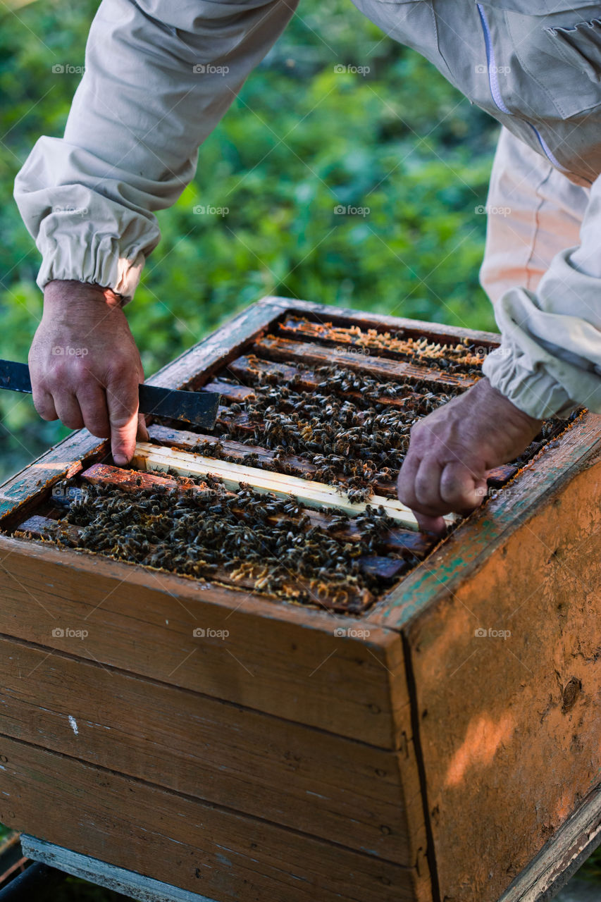 Beekeeper working in apiary, drawing out the honeycomb with bees and honey on it from a hive