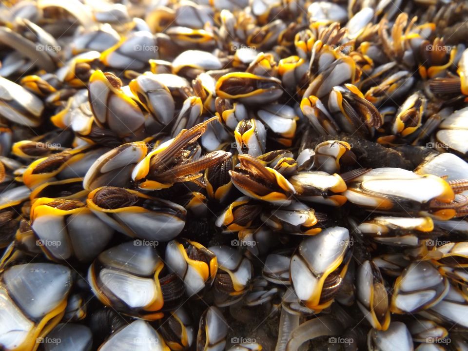Goose barnacle