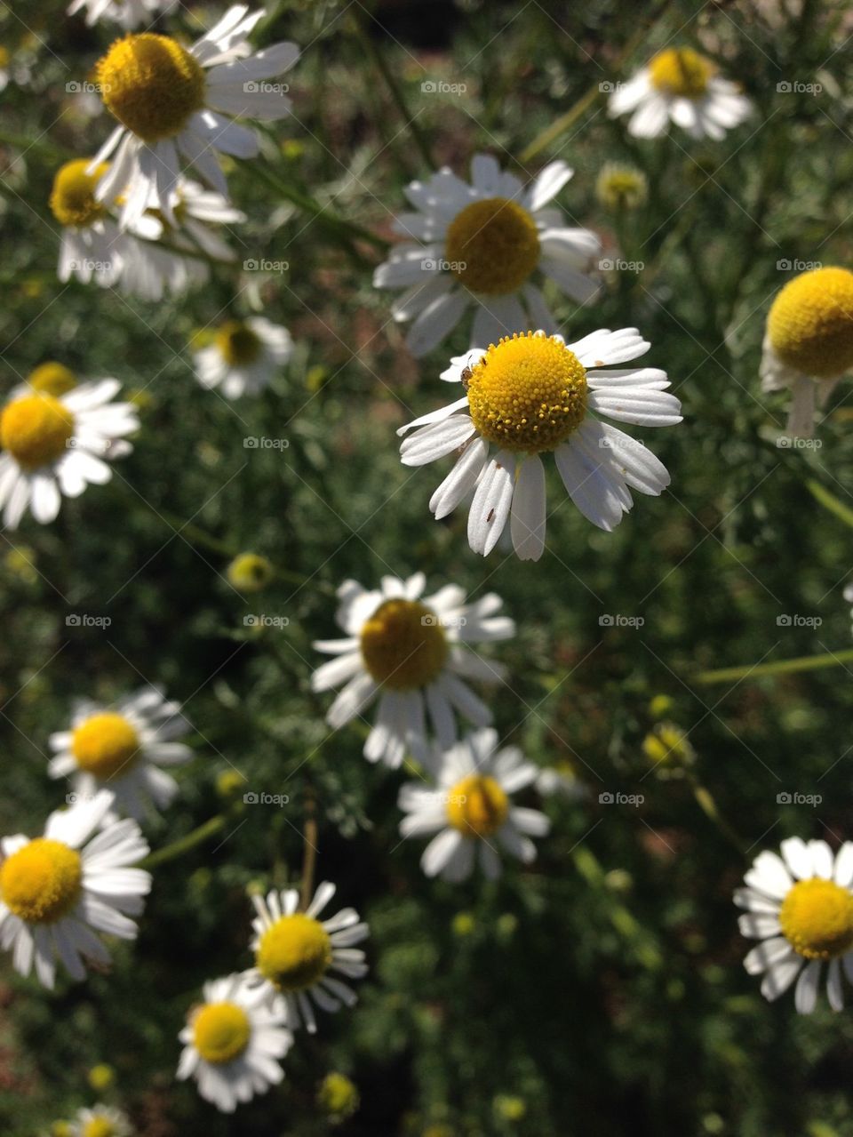 Daisy Closeup 1