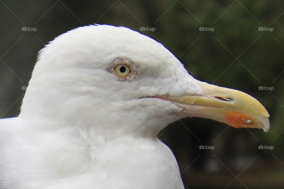 Seagull ‘eye 