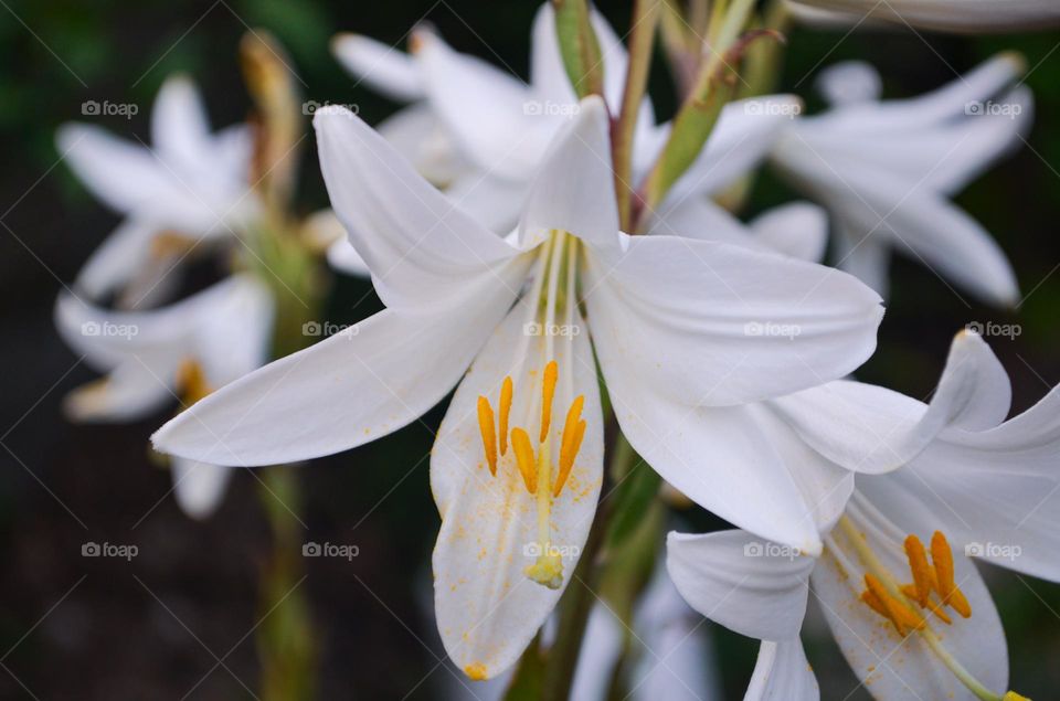 White Lilium 🌱