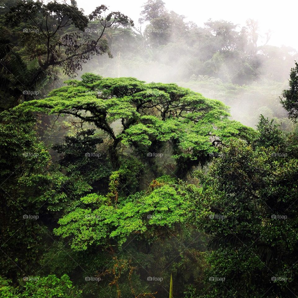 A walk in the rainforest. 