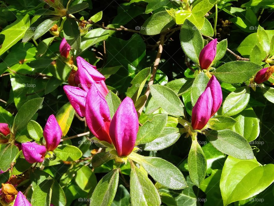 rhododendron blossoms about to bloom