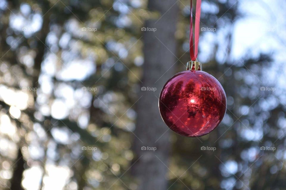 Red Christmas ball hanging from a tree in the woods.