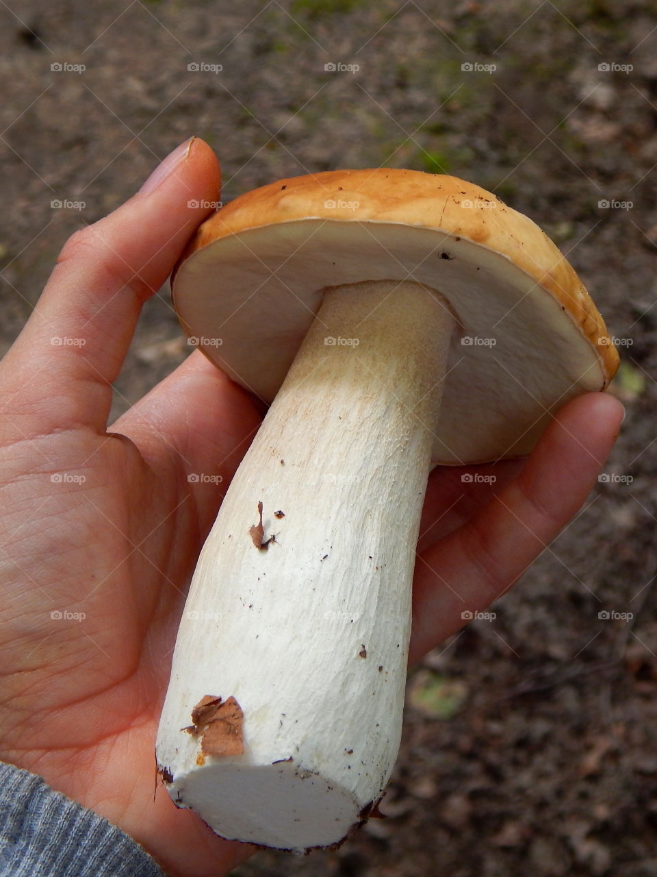 I'm holding a boletus