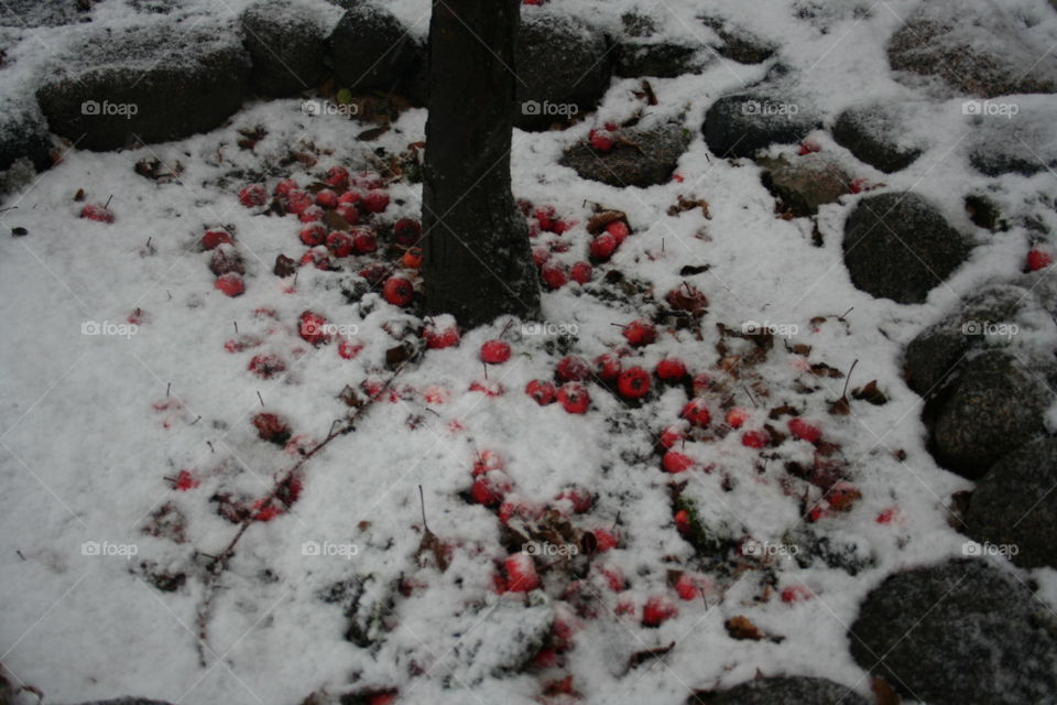 red in the snow. Red fruits from Finland