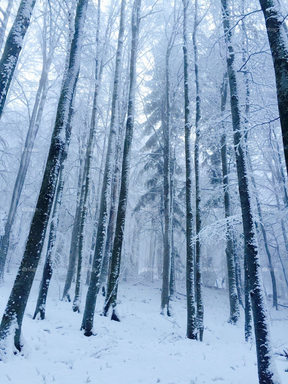 Magical forest in Winter 