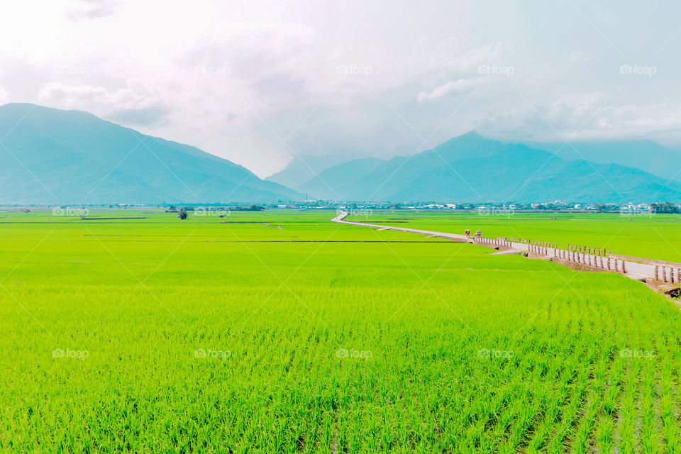 Taiwan’s famous attractions！Taitung Bolan Avenue!！Endless straw and high mountains, perfect view！