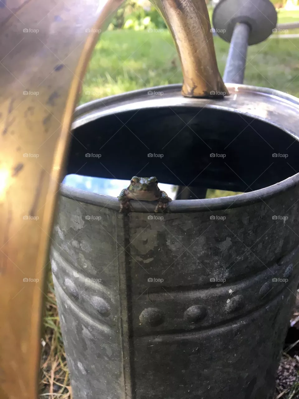 Hello, little garden friend
