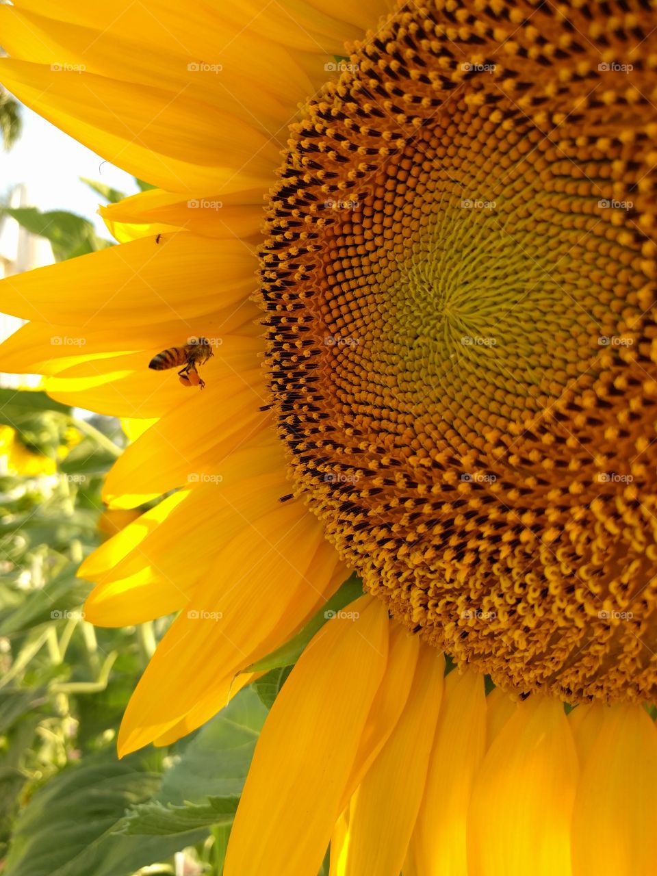 Bee flying near sunflower