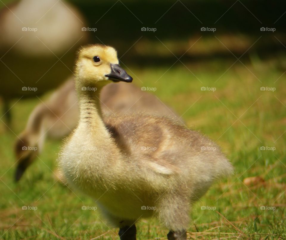 Goslings