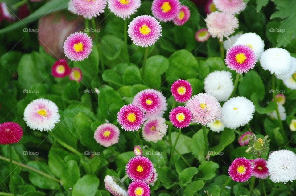 small colorful flowers