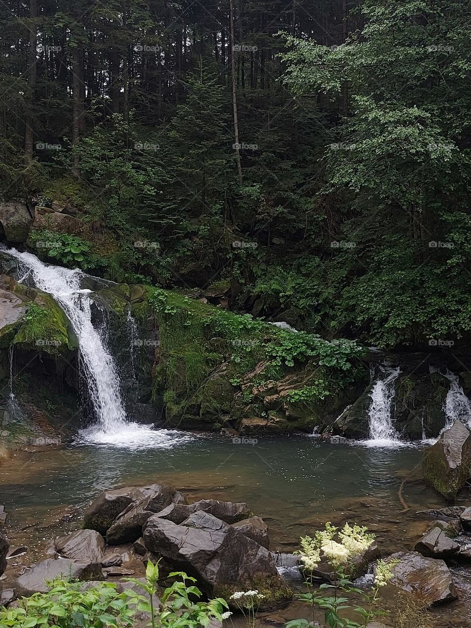 Carpathian Mountains. Nature of Ukraine. Mountain Creek