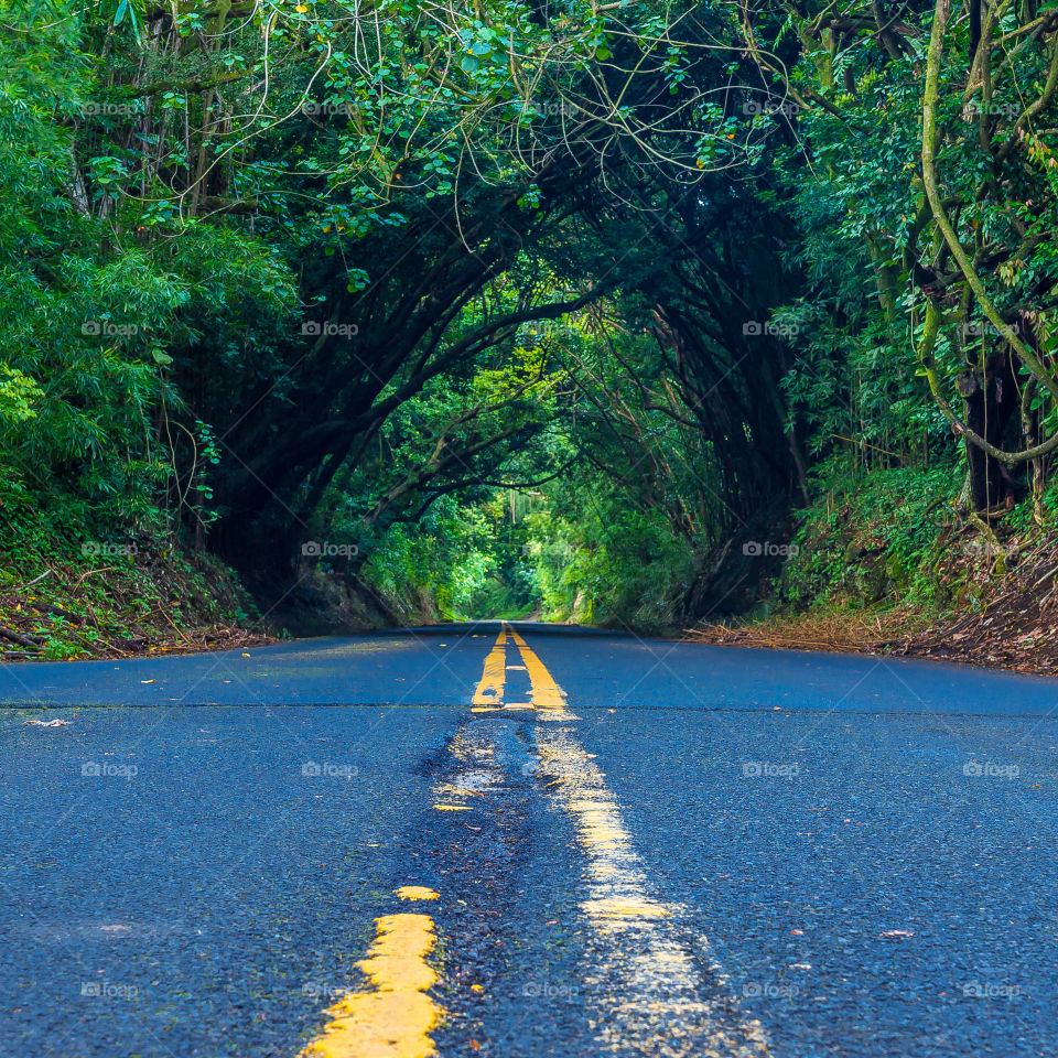 Forest trees tunnel Hawaii Oahu 