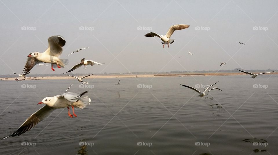 flight of birds