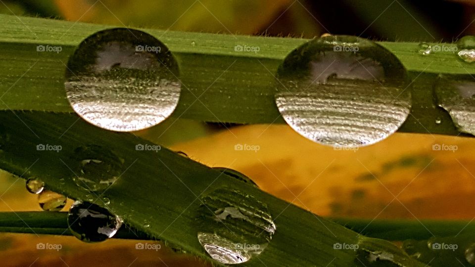 Raindrops on the grass.