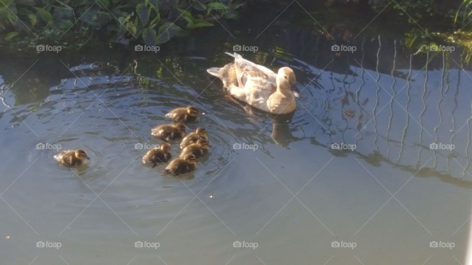 Duck family