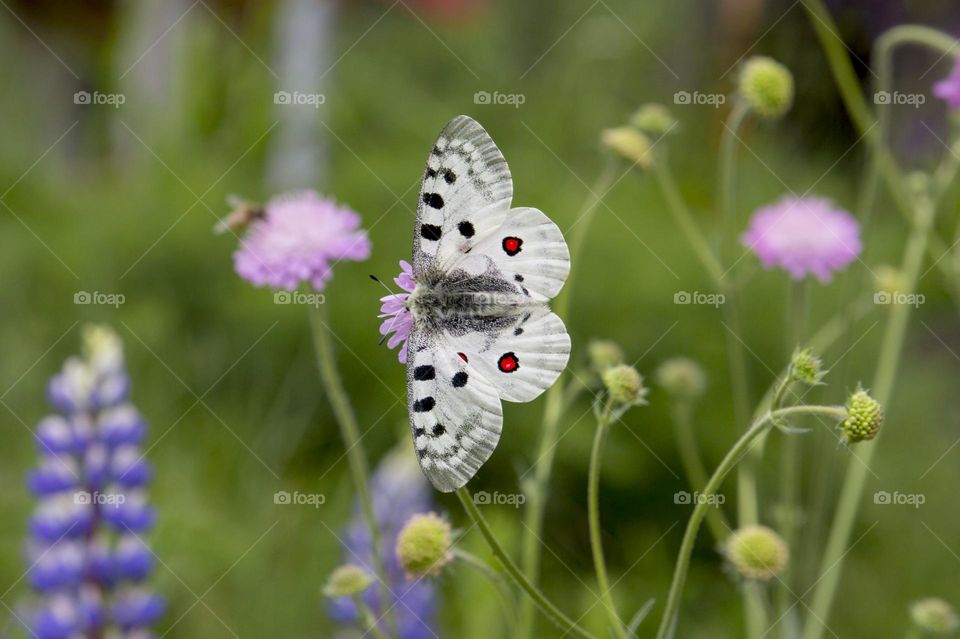 Butterfly on flower in the garden