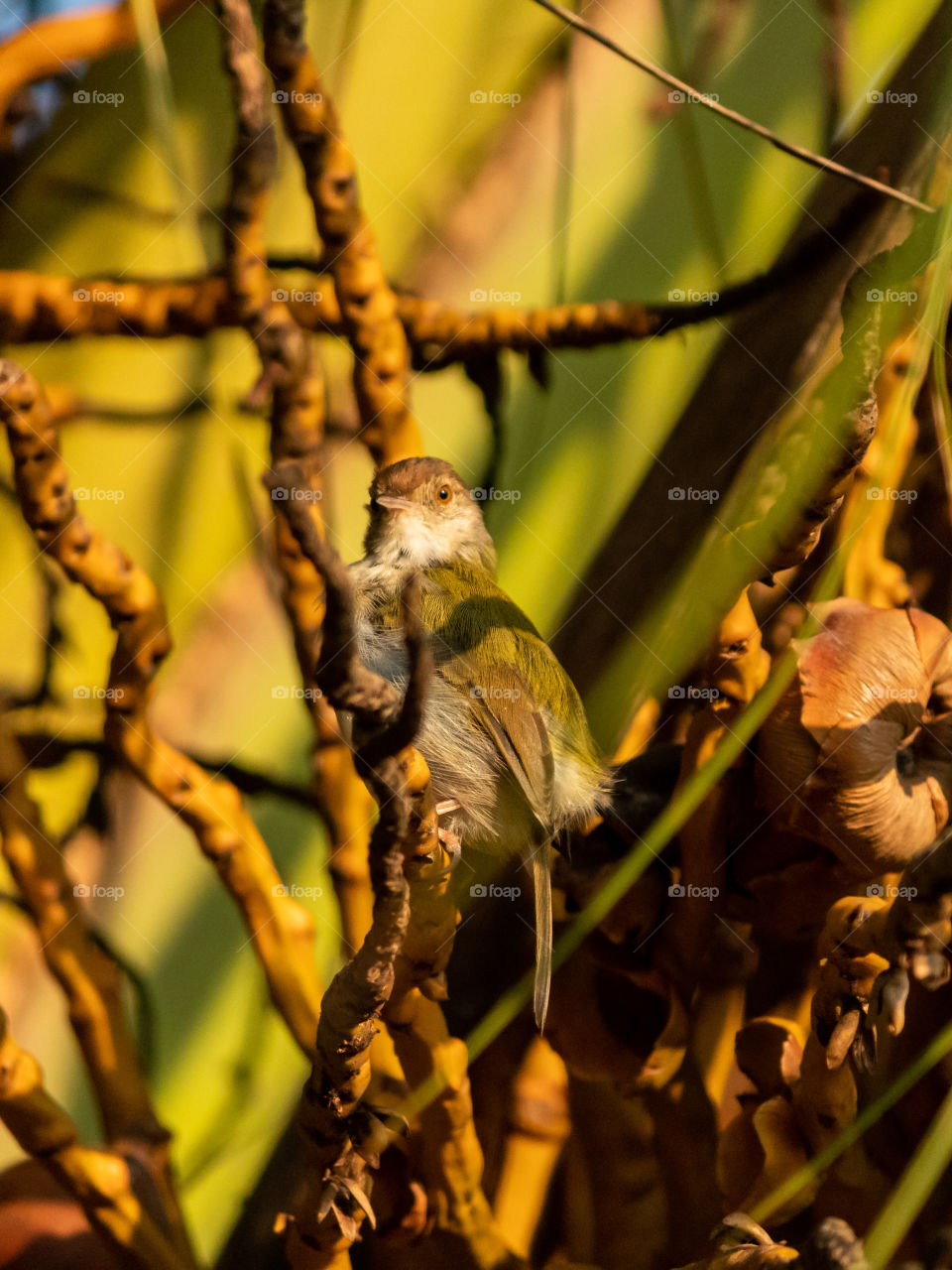 The common tailorbird is a songbird found across tropical Asia. Popular for its nest made of leaves "sewn" together and immortalised by Rudyard Kipling as Darzee in his Jungle Book, it is a common resident in urban gardens.
