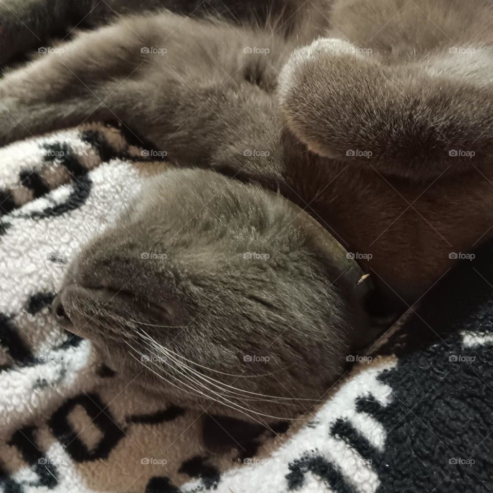 cat close up upside down sleep