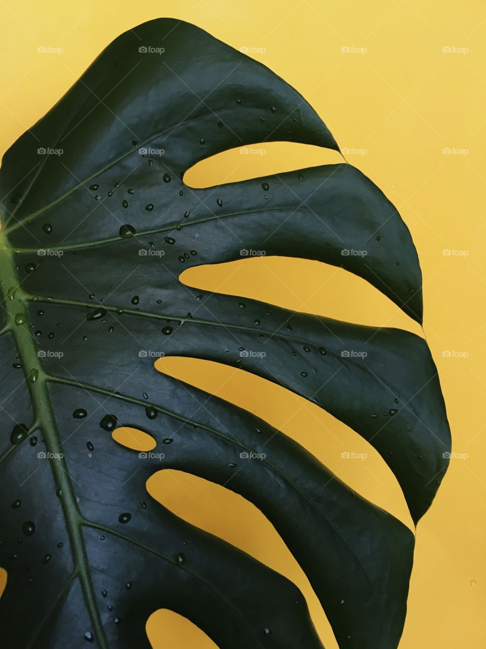 Monstera leaf 
