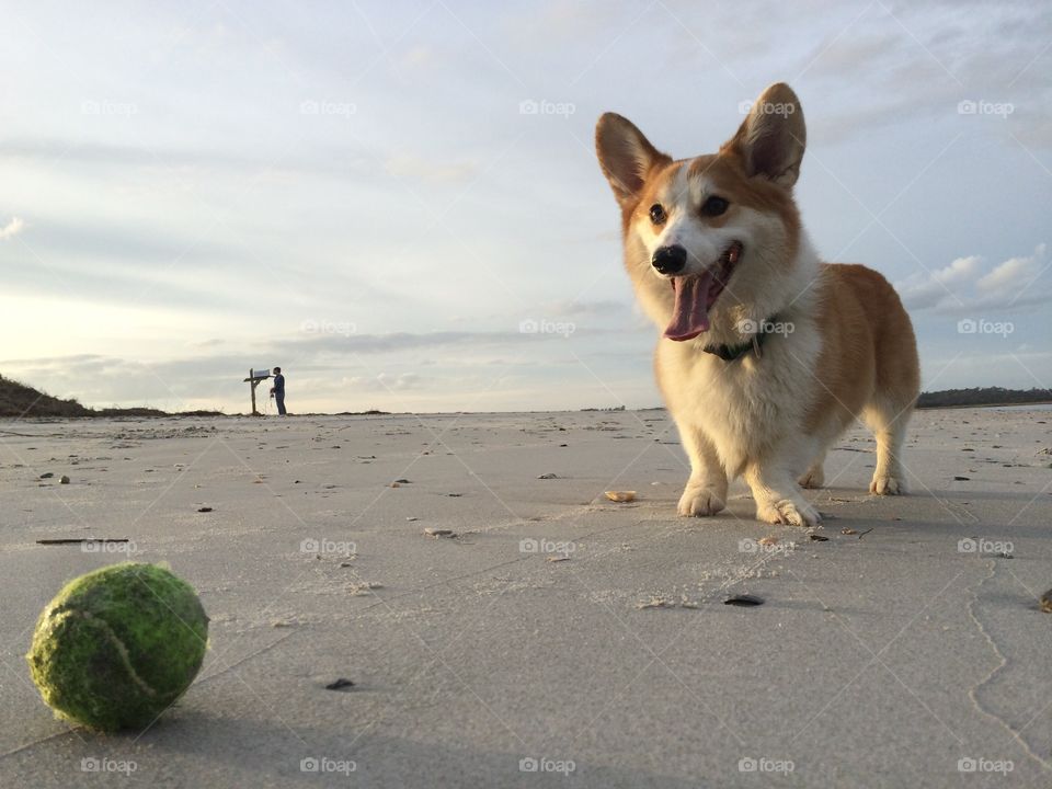 Beached pup
