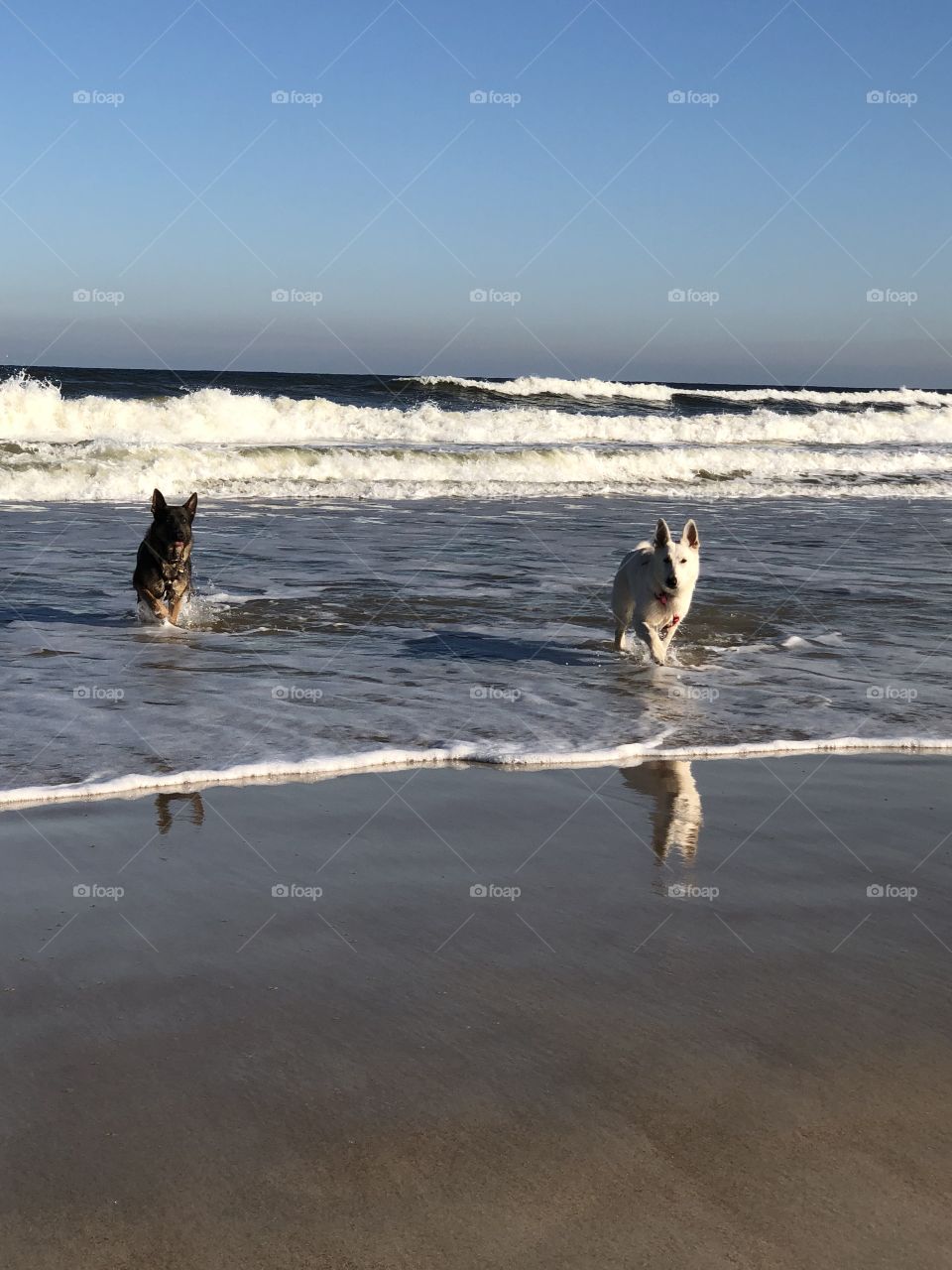 Pups at the beach